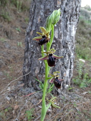 Ophrys mammosa