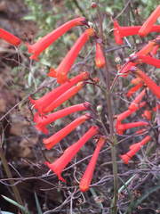 Penstemon subulatus