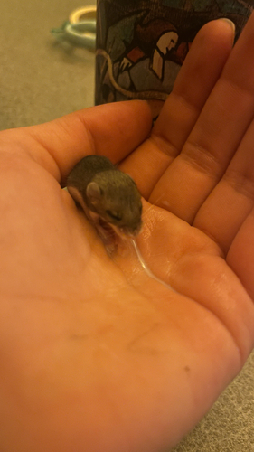 iNaturalist observation photo of Meadow Voles