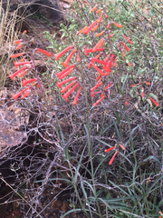 Penstemon subulatus