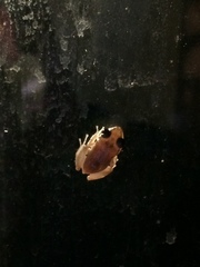 Eleutherodactylus coqui