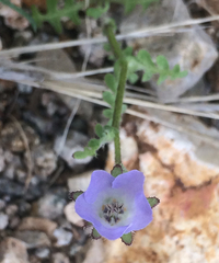 Pholistoma auritum arizonicum