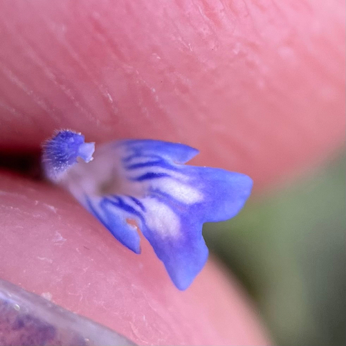 Salvia occidentalis, photograph 3