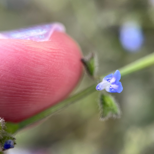 Salvia occidentalis, photograph 5