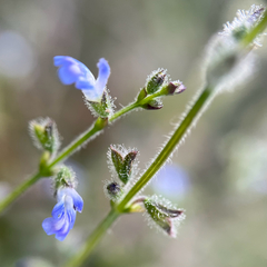 author not stated, no rights reserved Salvia occidentalis, photograph author not stated, no rights reserved
