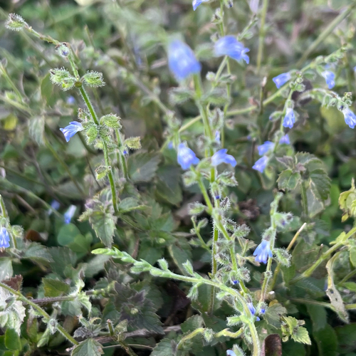Salvia occidentalis, photograph 2