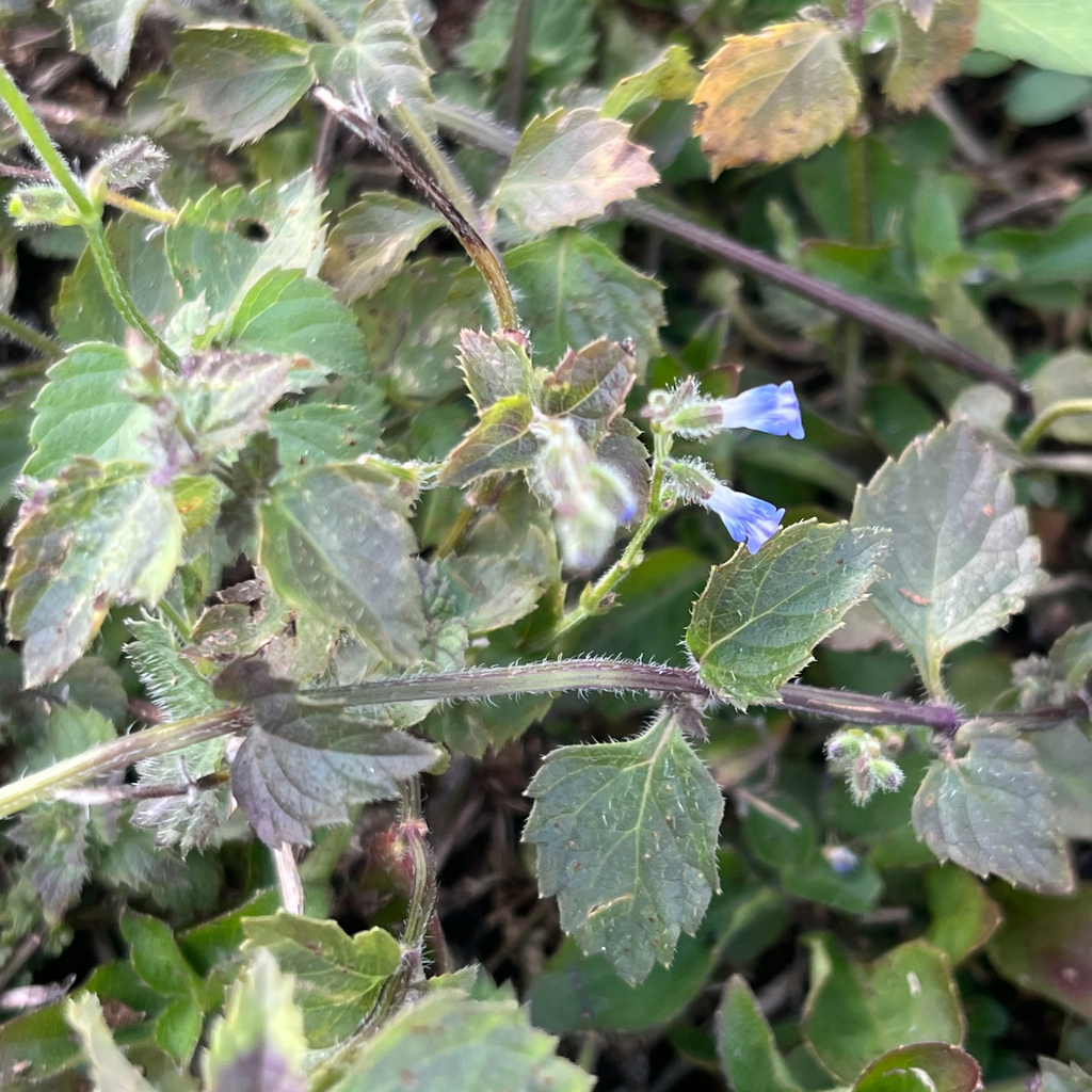 Salvia occidentalis; photograph author not stated, no rights reserved