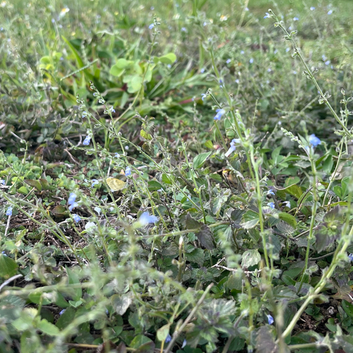 Salvia occidentalis, photograph 4