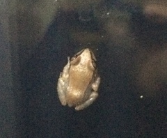 Eleutherodactylus coqui