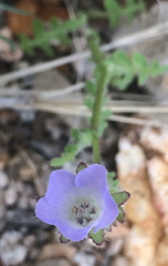 Pholistoma auritum arizonicum