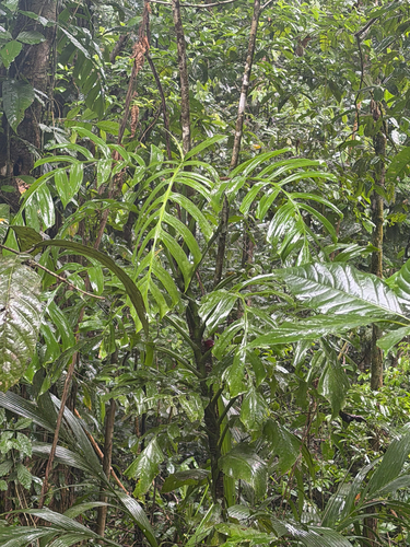 Monstera tenuis, photograph 1
