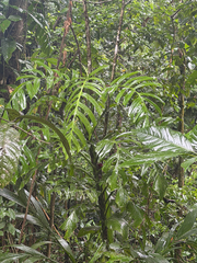 Monstera tenuis