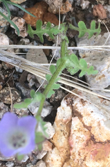 Pholistoma auritum arizonicum