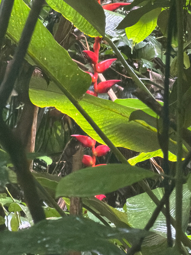 Heliconia pogonantha (Heliconia pogonantha)