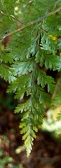 Davallia trichomanoides