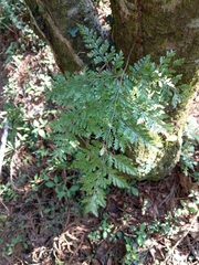 Davallia trichomanoides