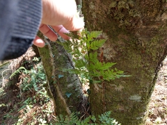 Davallia trichomanoides