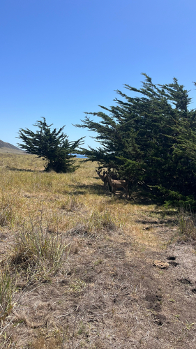 iNaturalist observation photo of Mule Deer