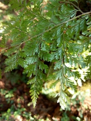 Davallia trichomanoides