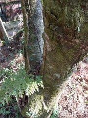 Davallia trichomanoides