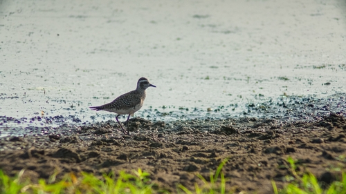 American Golden-Plover (Pluvialis dominica)