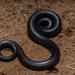 Dull Purple-glossed Snake - Photo (c) Thomas Nicolon, some rights reserved (CC BY-NC), uploaded by Thomas Nicolon