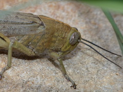 Anacridium aegyptium