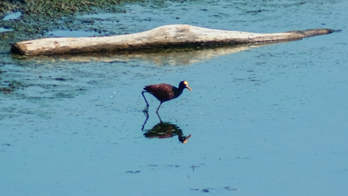 Northern Jacana (Jacana spinosa)