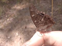Charaxes guderiana