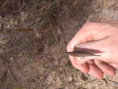 Charaxes guderiana