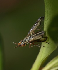 Dorycera grandis