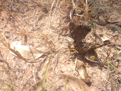 Charaxes guderiana