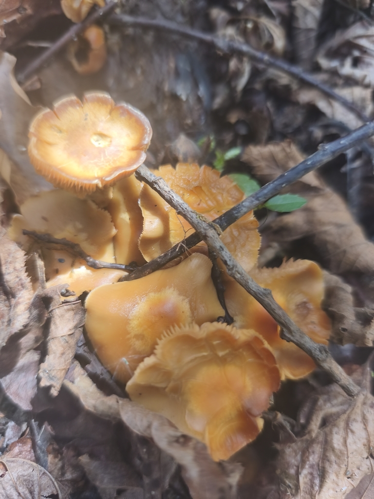 Kuehneromyces mutabilis · April 2026 · photo: © mycototor (iNaturalist, cc-by)