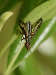 Dorycera grandis