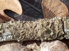 Melanohalea olivacea