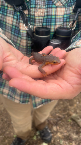 iNaturalist observation photo of California Newt