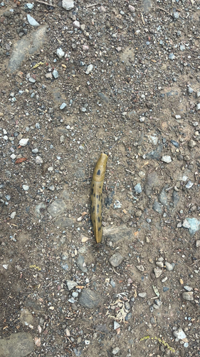 iNaturalist observation photo of Button's Banana Slug