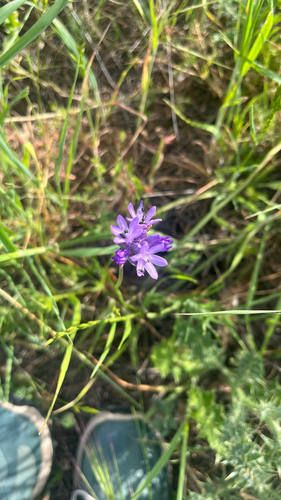 iNaturalist observation photo of Ookow