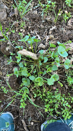 iNaturalist observation photo of spring beauties