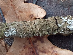 Melanohalea olivacea