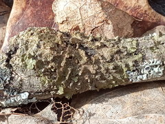 Melanohalea olivacea