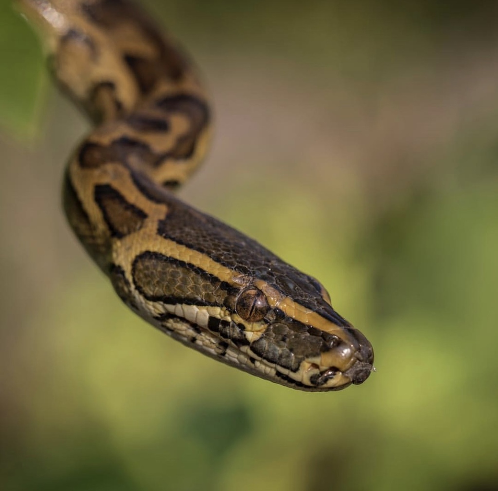 African Rock Python In March 2018 By Thomas Nicolon INaturalist   Large 