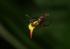 Micrathena guerini
