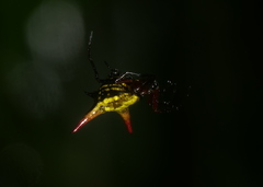 Micrathena guerini