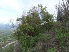 Arbutus andrachne