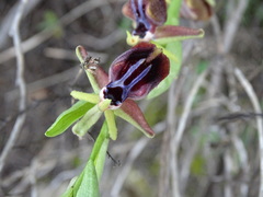 Ophrys mammosa