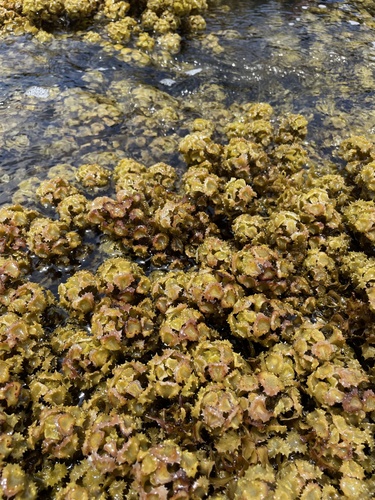 Turbinaria ornata observed 2026-04-21