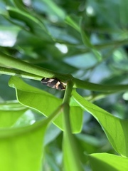 Ptyelinellus praefractus