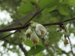 Halesia