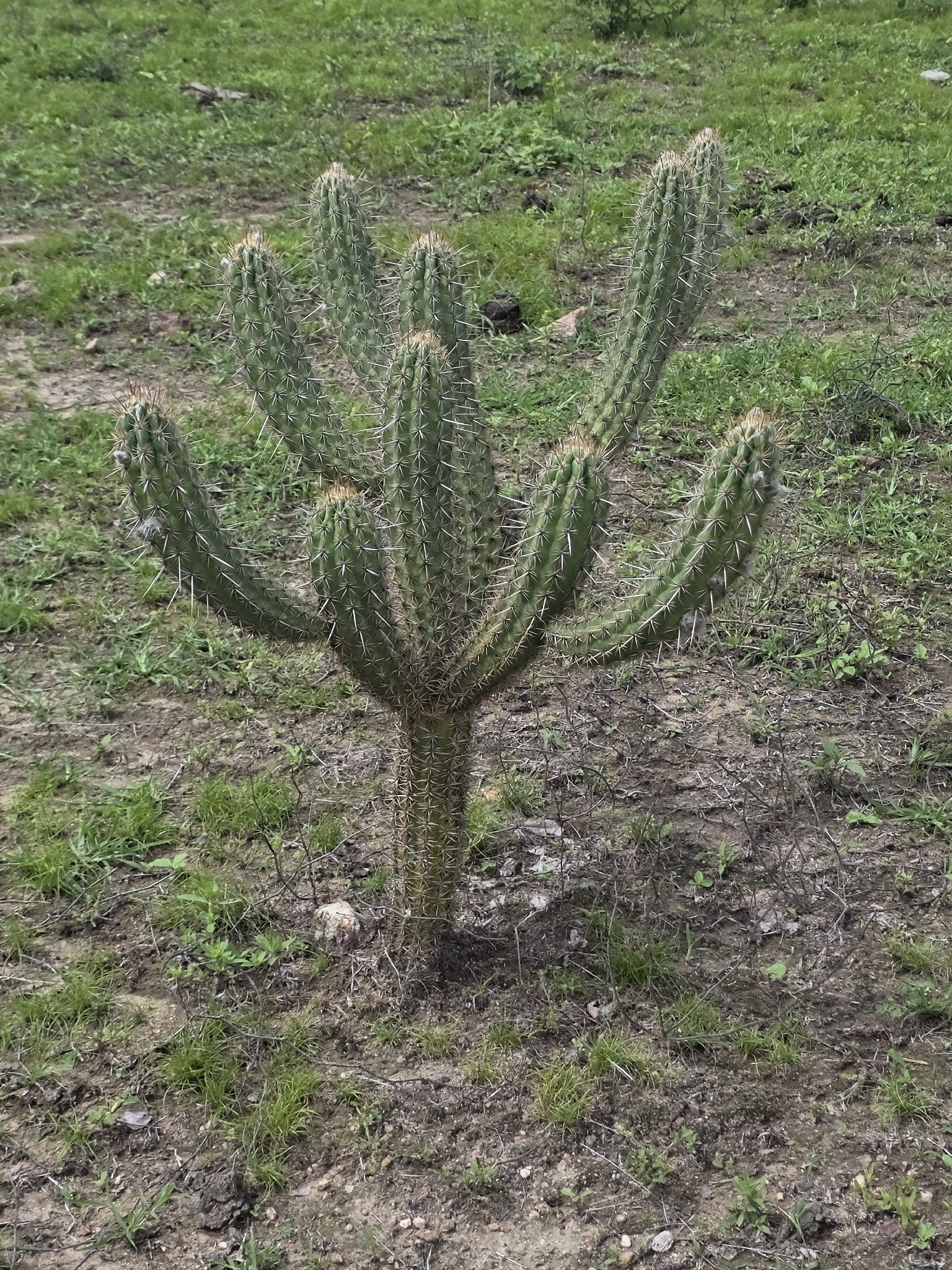Xiquexique gounellei
